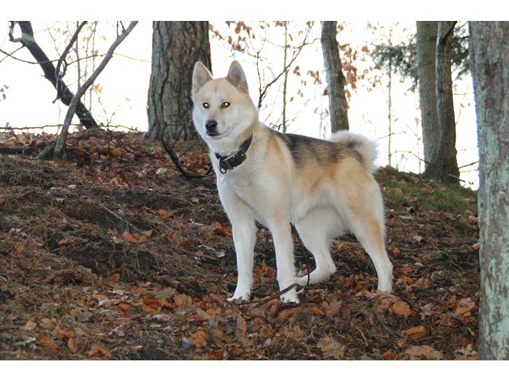 Grønlandshund Apa - Velkommen til Apa's profil - skovtur november 2012 billede 1