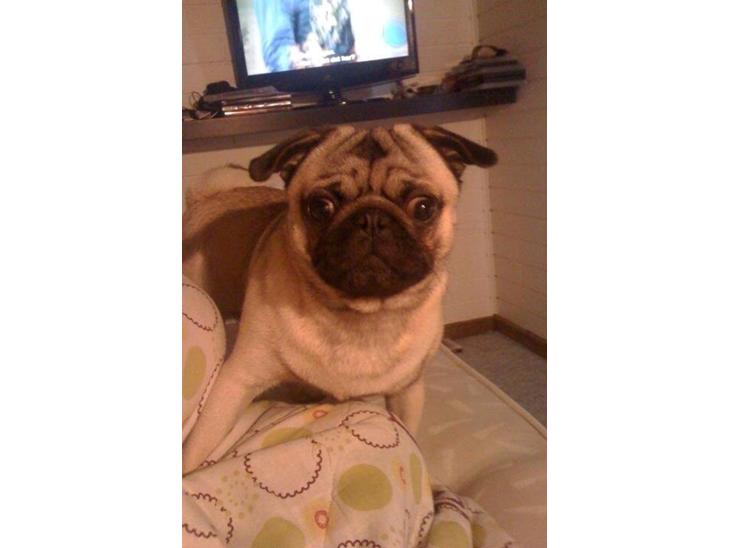 Mops Frank billede 1