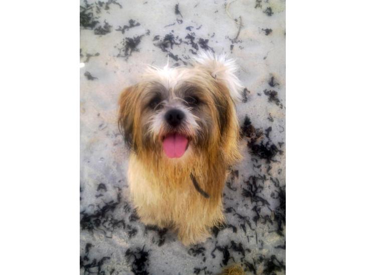 Lhasa apso werner billede 1