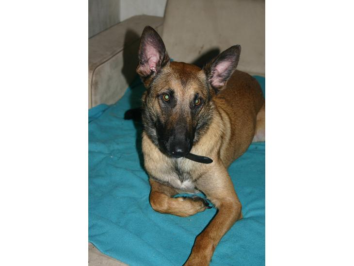 {{currentPhoto.altText}} billede {{currentPhoto.number}}