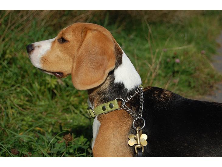 Beagle Daisy Hills Prinsesse Lathyrus. [Thyrus] - Velkommen!:-) billede 1