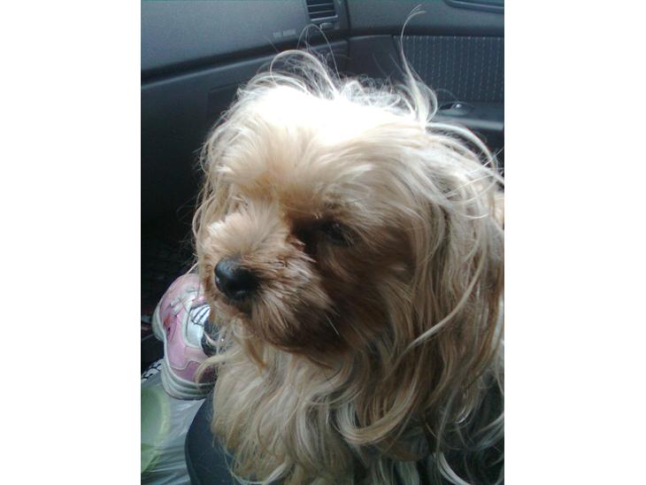 Yorkshire terrier Cookie billede 1