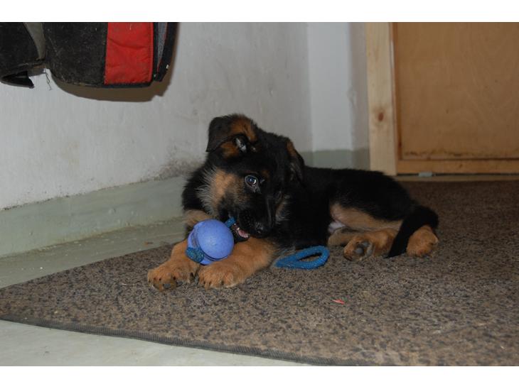 Schæferhund Lyagers Come On Corba - Corba 8 uger gammel og bare yndig (så længe det varede ) billede 1
