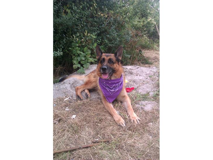 {{currentPhoto.altText}} billede {{currentPhoto.number}}