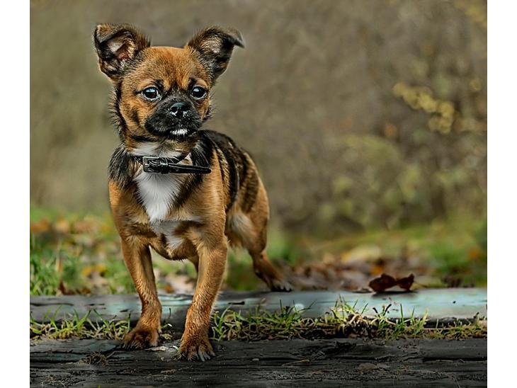 Blanding af racer Milo. billede 1