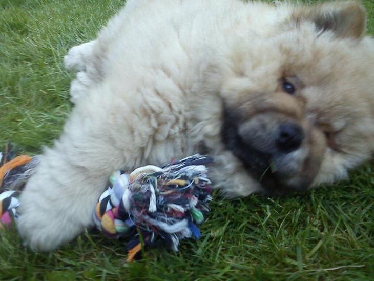 Chow chow azlan - ude i haven!!<3 billede 1