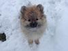 Pomeranian Chino