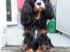 Cavalier king charles spaniel (Souvinier's) Abbie