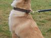 Islandsk fårehund Leika