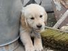 Golden retriever Luna