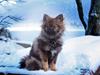 Pomeranian Cody