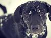 Labrador retriever Sophie *ludty*  [ lobes labrdor knirke]