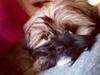 Lhasa apso Topper