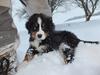 Berner sennenhund Hansennens Raventos