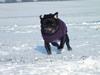 Mops Asta