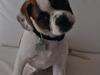 Blanding af racer Milo - Fransk Bulldog, DS gårdhund/mops