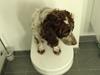 Field Trial Cockerspaniel Cairo [ Himmelhund]