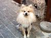 Pomeranian Viktor