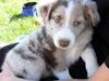 Australian shepherd Louis
