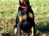 Dobermann Proud Danish Foxy Lady