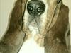Basset hound Daisy