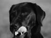 Labrador retriever Zindy