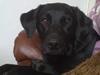 Labrador retriever Naja