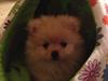 Pomeranian Simba