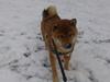 Shiba Taiki (Kennel Misaiko)