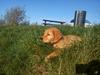 Golden retriever Gaia