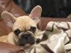 Fransk bulldog Jackson