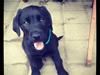 Labrador retriever Boogie