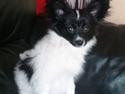Papillon Diva