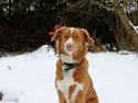 Nova scotia duck tolling retriever Saga