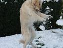 Golden retriever Golden Cosmo