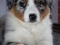 Australian shepherd Asti