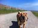 Shar pei Belle