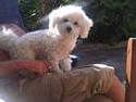 Bichon à poil frisé Simba
