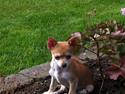 Chihuahua Emma