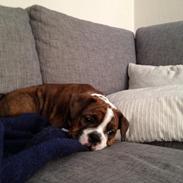 Olde english bulldogge Miny Bull's Angel<3