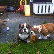 Olde english bulldogge Miny Bull's Angel<3