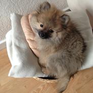 Pomeranian Chino