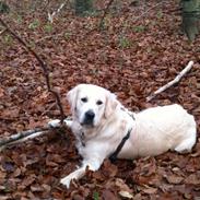 Golden retriever Basse