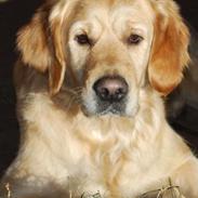 Golden retriever Sofie