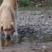 Golden retriever Sofie