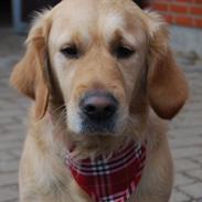 Golden retriever Sofie