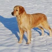 Golden retriever Sofie