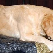 Golden retriever Sofie