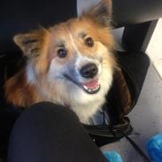 Islandsk fårehund Mille