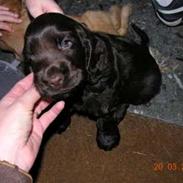 Cocker spaniel Louis